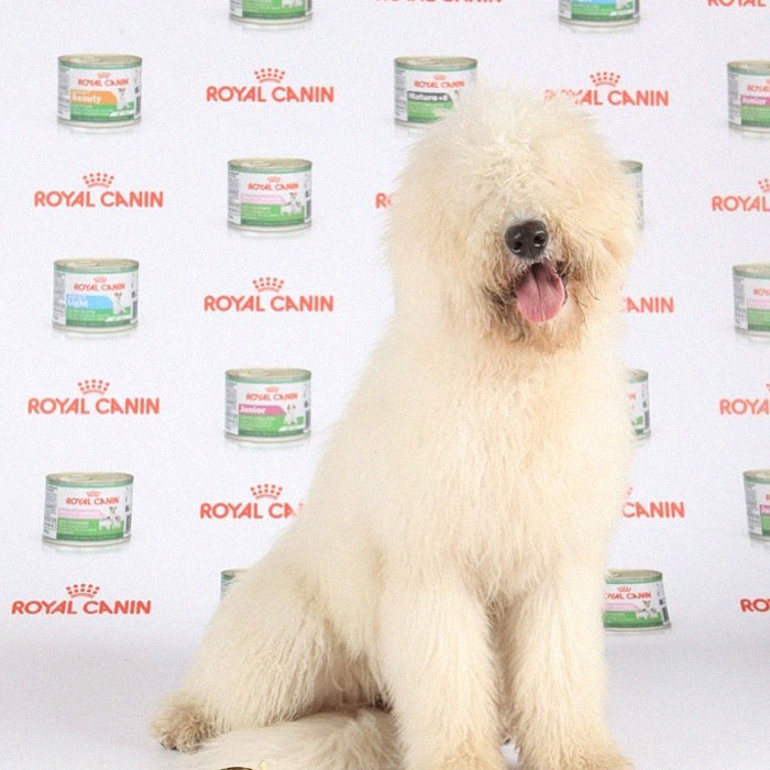 Hanga, the Mop Dog Who Went Viral For One Of Her Swimming Video