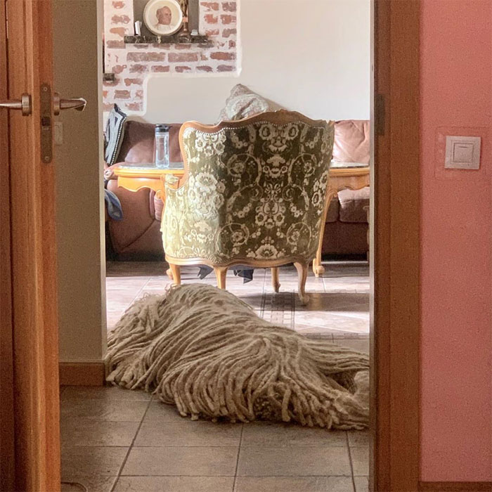 Hanga, the Mop Dog Who Went Viral For One Of Her Swimming Video