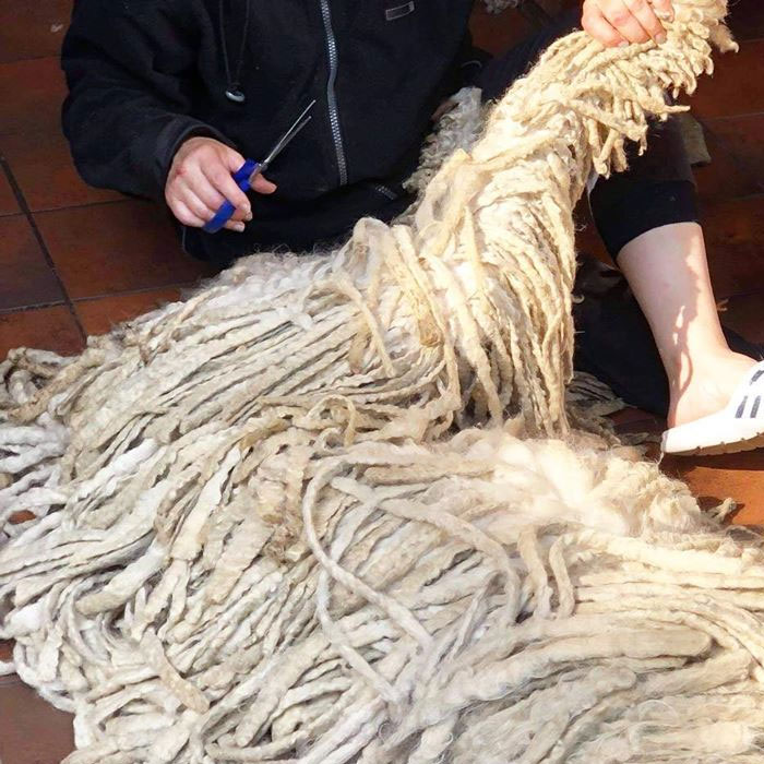 Hanga, the Mop Dog Who Went Viral For One Of Her Swimming Video