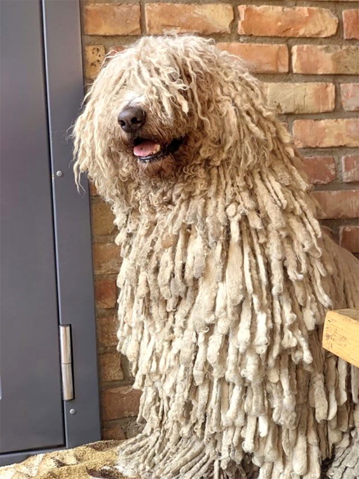Hanga, the Mop Dog Who Went Viral For One Of Her Swimming Video
