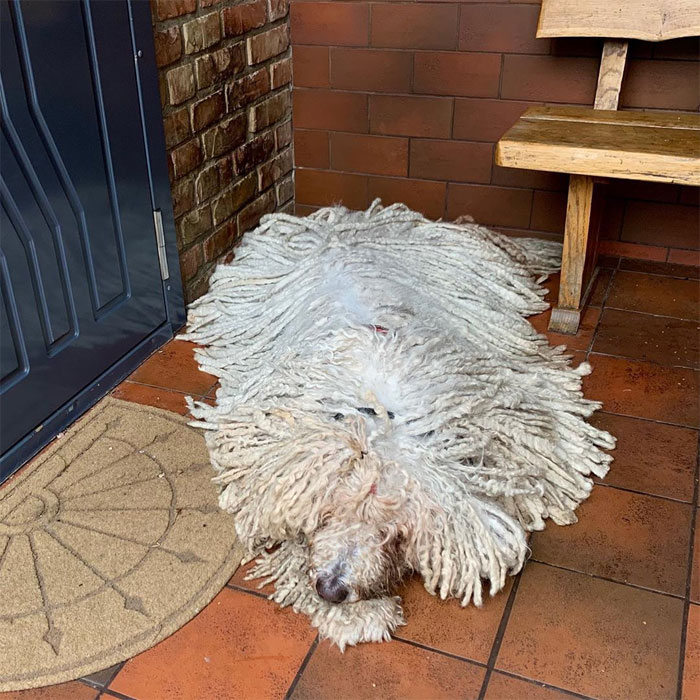 Hanga, the Mop Dog Who Went Viral For One Of Her Swimming Video