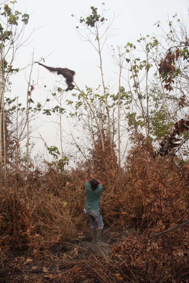 Rescuers Come In Time To Save 2 Orangutans From The Burnt Down Forest In Indonesia