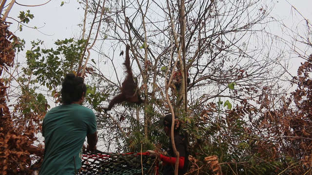 Rescuers Come In Time To Save 2 Orangutans From The Burnt Down Forest In Indonesia