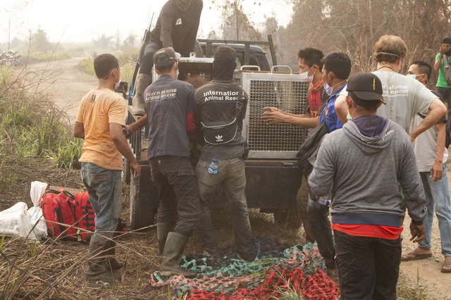 Rescuers Come In Time To Save 2 Orangutans From The Burnt Down Forest In Indonesia