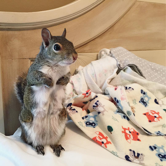 Jill, The Rescued Squirrel From Hurricane Isaac IS Unable to Sleep If She Does Not Have Her Teddy Bear & People Are Drowned by Her Cuteness