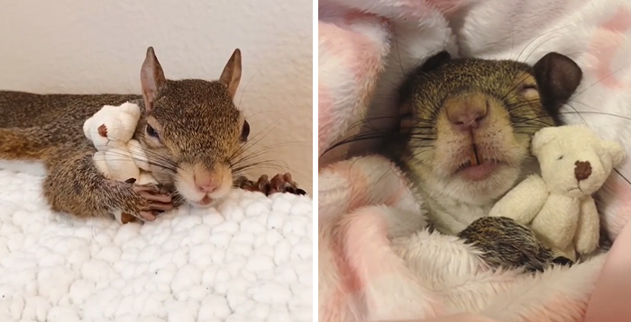 Jill, The Rescued Squirrel From Hurricane Isaac IS Unable to Sleep If She Does Not Have Her Teddy Bear & People Are Drowned by Her Cuteness