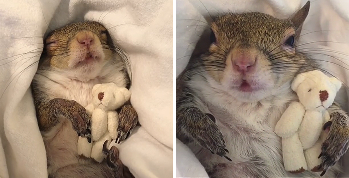 Jill, The Rescued Squirrel From Hurricane Isaac IS Unable to Sleep If She Does Not Have Her Teddy Bear & People Are Drowned by Her Cuteness