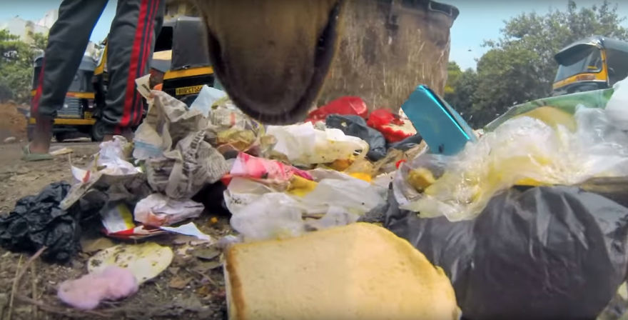 A Video of the Cruel Life of a Stray Dog in India filmed with a Go Pro on the stray dog