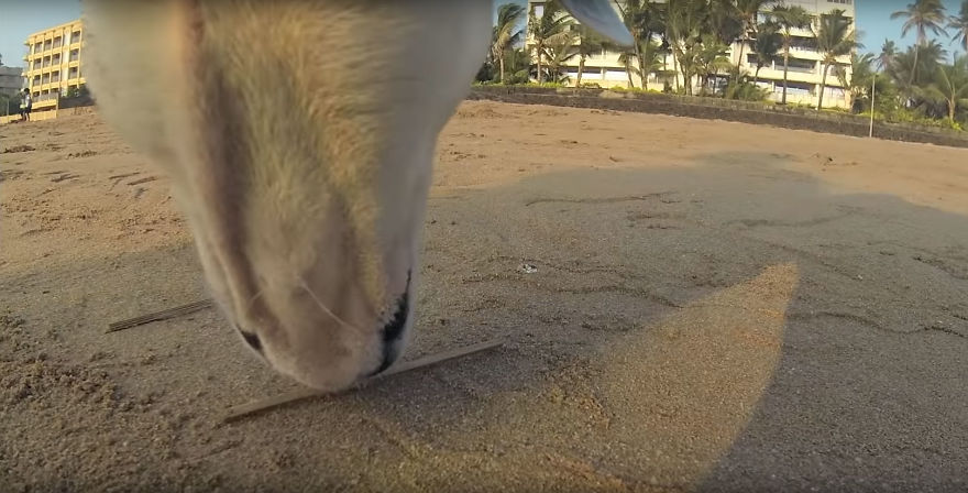 A Video of the Cruel Life of a Stray Dog in India filmed with a Go Pro on the stray dog
