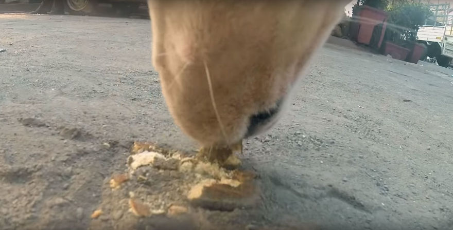 A Video of the Cruel Life of a Stray Dog in India filmed with a Go Pro on the stray dog
