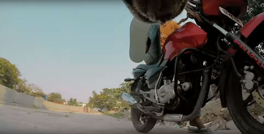 A Video of the Cruel Life of a Stray Dog in India filmed with a Go Pro on the stray dog