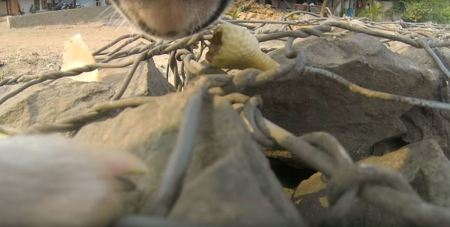 A Video of the Cruel Life of a Stray Dog in India filmed with a Go Pro on the stray dog