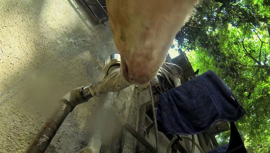 A Video of the Cruel Life of a Stray Dog in India filmed with a Go Pro on the stray dog