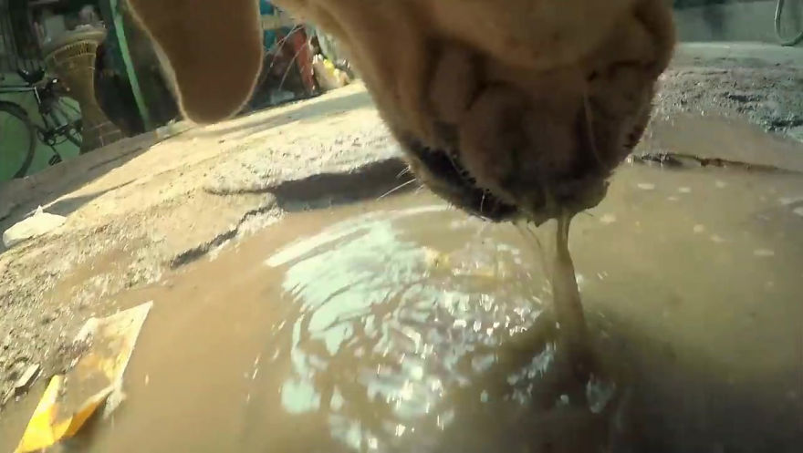 A Video of the Cruel Life of a Stray Dog in India filmed with a Go Pro on the stray dog
