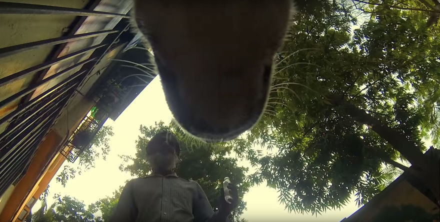 A Video of the Cruel Life of a Stray Dog in India filmed with a Go Pro on the stray dog