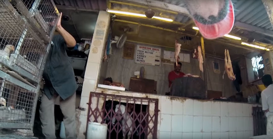 A Video of the Cruel Life of a Stray Dog in India filmed with a Go Pro on the stray dog