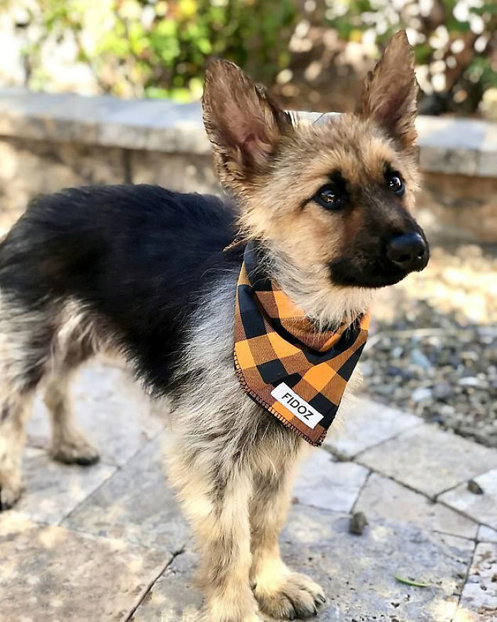 Ranger, the 2-Year-Old German Shepherd Who Suffer From Dwarfism And Will Always Be A Small Cute Pup