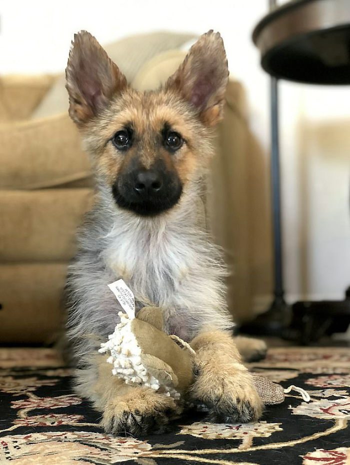 Ranger, the 2-Year-Old German Shepherd Who Suffer From Dwarfism And Will Always Be A Small Cute Pup