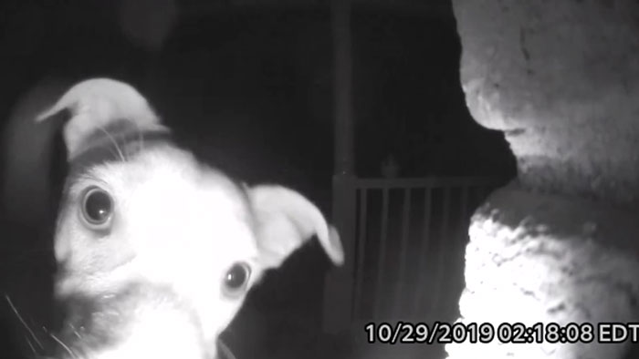 Chika, the pet dog who got locked out and then ring doorbell at 2 am only to got recorded by the camera