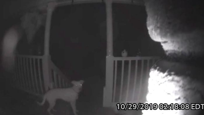 Chika, the pet dog who got locked out and then ring doorbell at 2 am only to got recorded by the camera