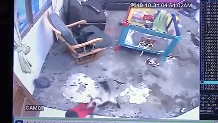 Video Shows A Cat Running Over To Save A Baby From Falling Down A Flight Of Stairs