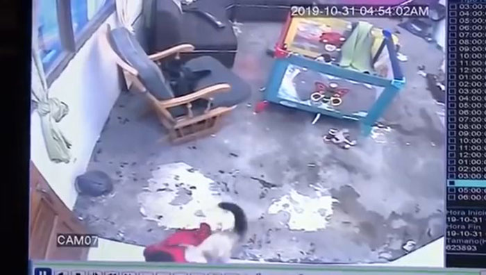 Video Shows A Cat Running Over To Save A Baby From Falling Down A Flight Of Stairs