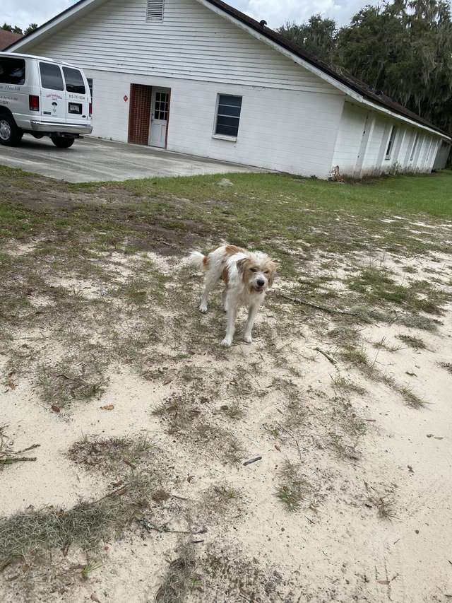 Woman Comes to Visit the Stray Dog Everyday And Then One Day He Allows Her to Finally Pet Him