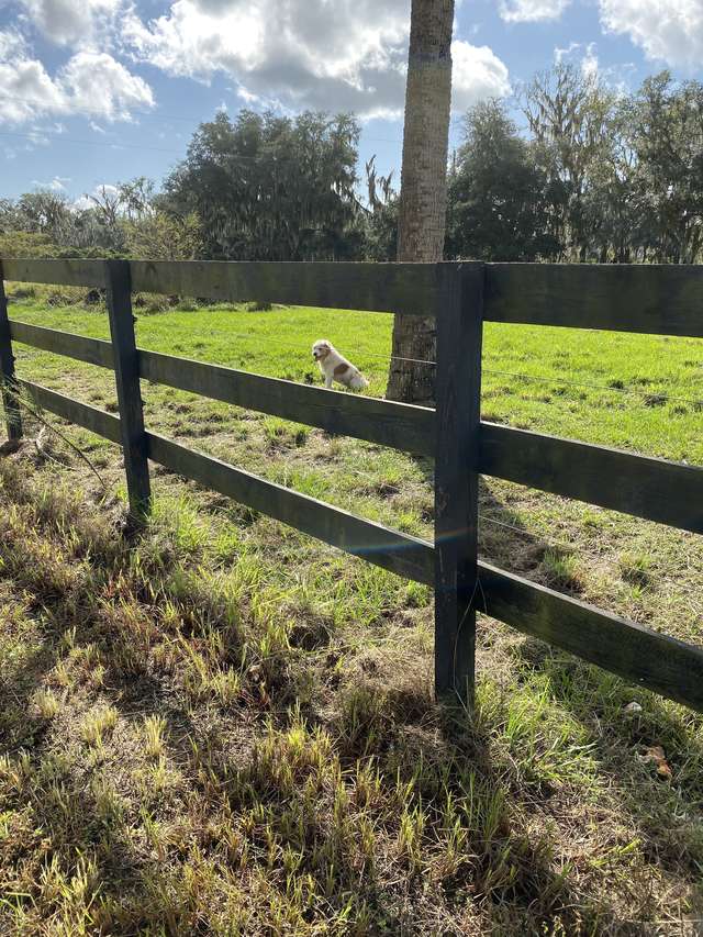 Woman Comes to Visit the Stray Dog Everyday And Then One Day He Allows Her to Finally Pet Him