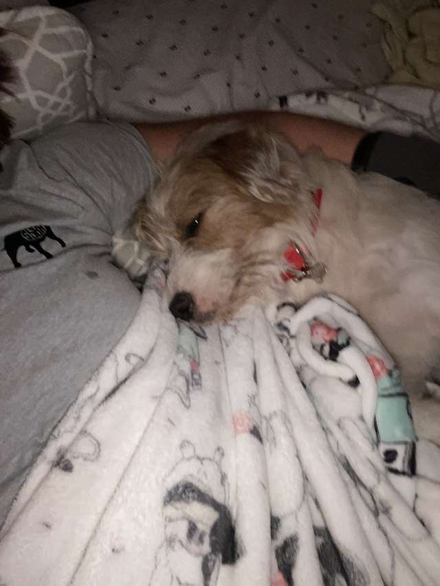 Woman Comes to Visit the Stray Dog Everyday And Then One Day He Allows Her to Finally Pet Him