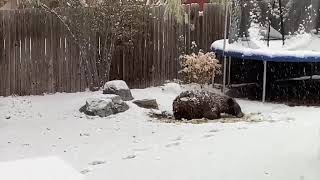 Bear Sneaks In A Backyard And Has Fun Playing With A Ball Lying There