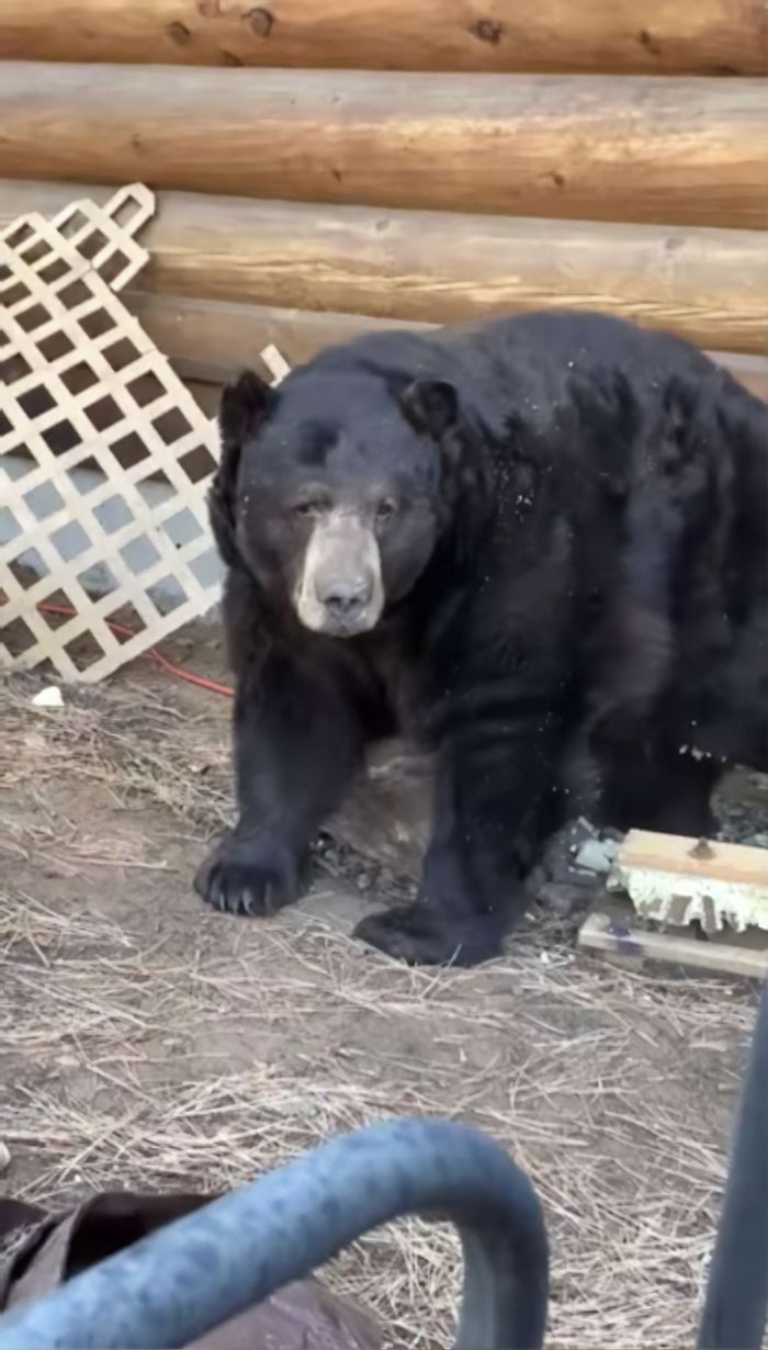 Family Shocked & Horrified to Learn that a Giant Bear Has Been Living Under Their Home