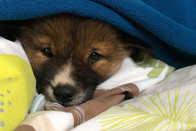 An Adorable 'Puppy' was Rescue but it was actually a Wild Dingo