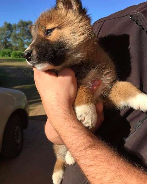 An Adorable 'Puppy' was Rescue but it was actually a Wild Dingo