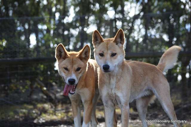 An Adorable 'Puppy' was Rescue but it was actually a Wild Dingo