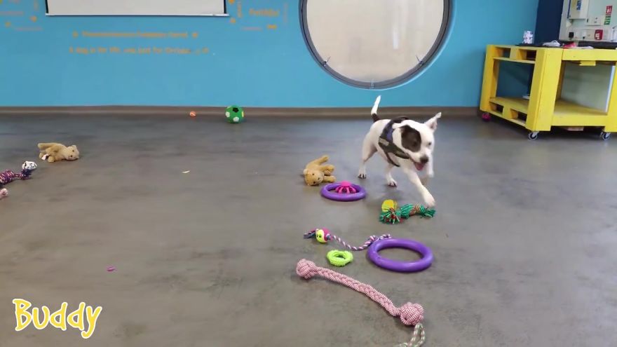 At This Particular Animal Shelter Dogs Get To Choose The Christmas Gifts They Like