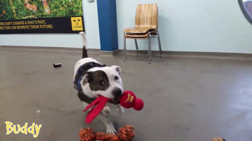 At This Particular Animal Shelter Dogs Get To Choose The Christmas Gifts They Like