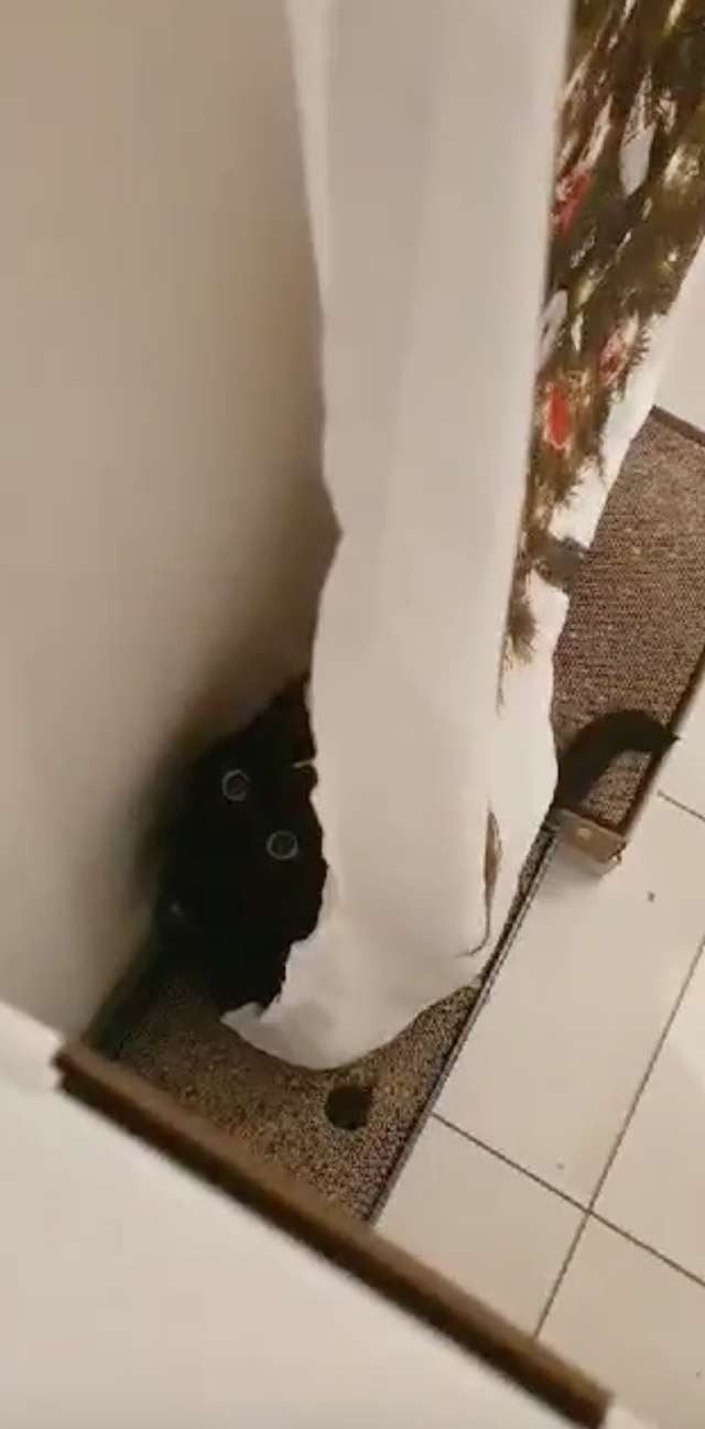 Cat Is Frustrated Because She Is Unable To Knock Down The Strange 'Tree'