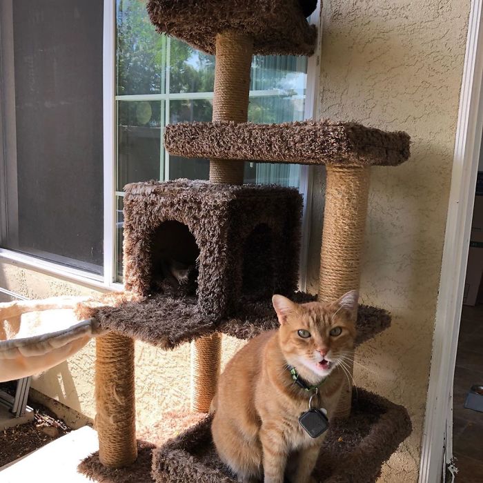 Video of a Cat saying 'Well, Hi' in the Southern Accent HAs People listening to video over and over again