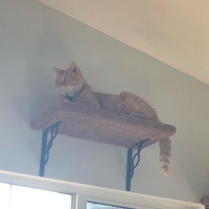Video of a Cat saying 'Well, Hi' in the Southern Accent HAs People listening to video over and over again
