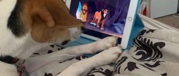 Dog Trying To Comfort Simba During The 'Lion King' movie's Sad Scene