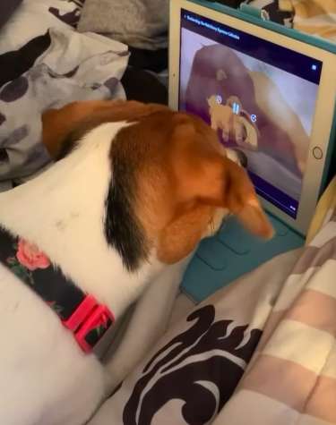 Dog Trying To Comfort Simba During The 'Lion King' movie's Sad Scene