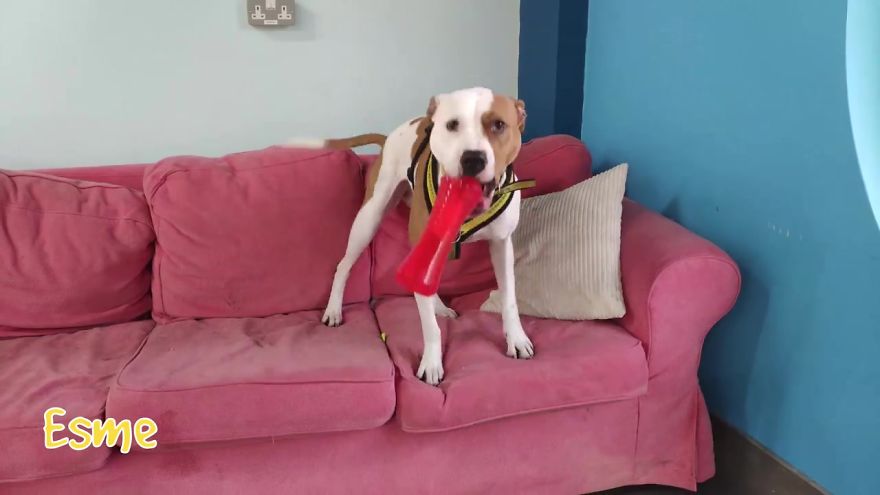 At This Particular Animal Shelter Dogs Get To Choose The Christmas Gifts They Like