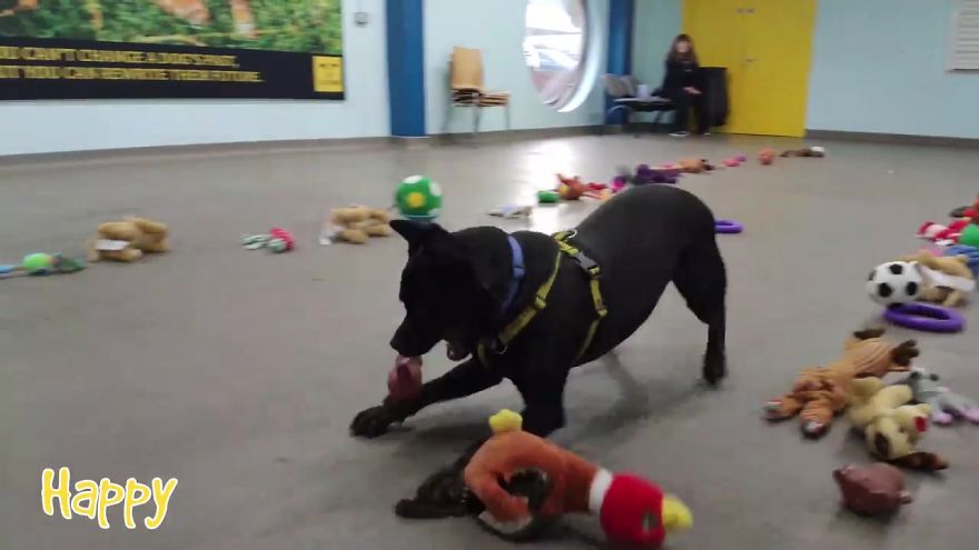 At This Particular Animal Shelter Dogs Get To Choose The Christmas Gifts They Like