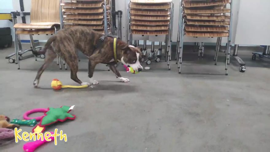 At This Particular Animal Shelter Dogs Get To Choose The Christmas Gifts They Like