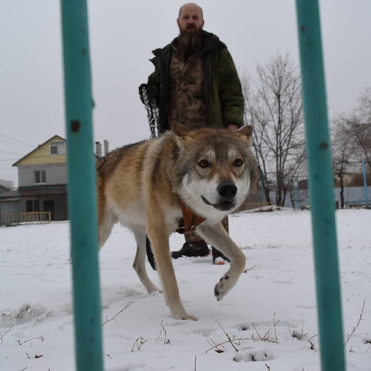 Man Raises A Wolf Cub after He Rescues It, Now Both Of Them Are Inseparable