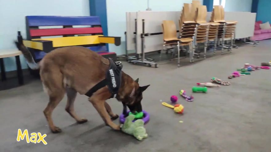 At This Particular Animal Shelter Dogs Get To Choose The Christmas Gifts They Like