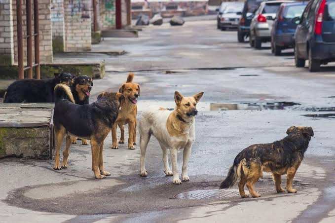 This Is How Holland Became the World's First Country Without Any Street Dogs