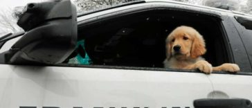 Cute Police Therapy Dog Recorded On Video As It Steals Christmas Presents