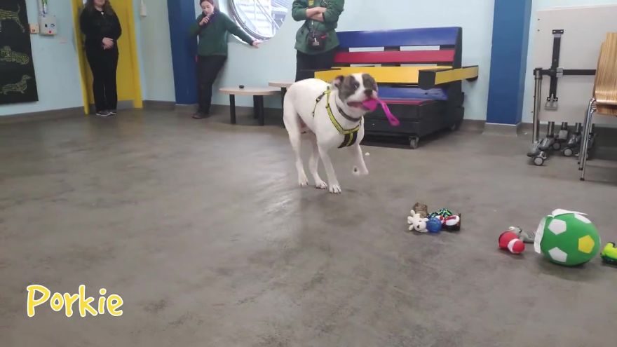 At This Particular Animal Shelter Dogs Get To Choose The Christmas Gifts They Like