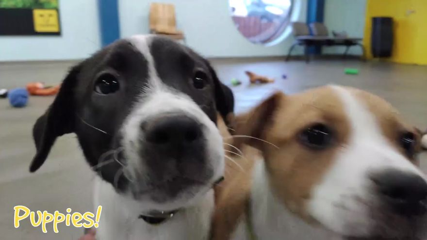 At This Particular Animal Shelter Dogs Get To Choose The Christmas Gifts They Like